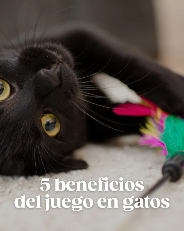 ¿Sabías que jugar a diario con tu gato puede mejorar su salud emocional y física? 🧶🐾
Desde que son pequeños, el juego es clave para su desarrollo: les ayuda a coordinarse, a ganar confianza, a reducir el estrés… ¡y también a vincularse contigo!

En Wuapu diseñamos juguetes seguros, variados y estimulantes, pensados para acompañar cada etapa. Porque jugar es crecer, explorar, aprender… y también quererse un poco más 💛

Desliza para conocer algunos beneficios del juego en gatos y consulta el artículo completo en nuestro blog.

#Wuapu #juegogato #gatitosfelices #juguetesparagatos #bienestarfelino #cuidadogato #gatodesarrollado #vínculogato #gatosactivos #juegofelino"
